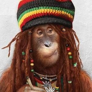 Meet your Posher, Ana luz